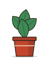 Monstera, 4" pot