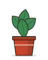 Monstera, 4" pot