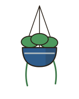 Hanging pothos
