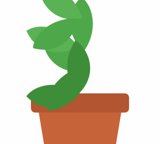 Living basil pot