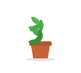 Living basil pot