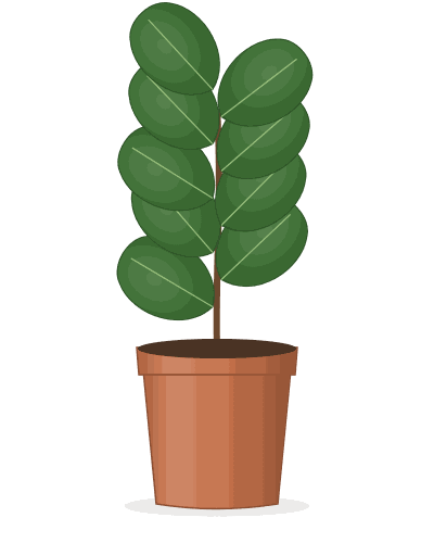 Fiddle-Leaf Fig