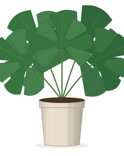Monstera in a Ceramic Pot