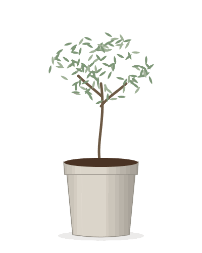 Olive Tree