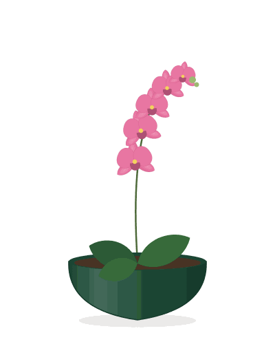 Pink Orchid