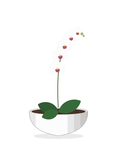 White Orchid