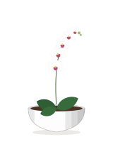 White Orchid