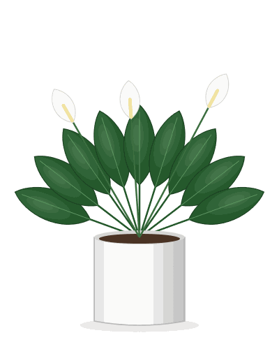 Peace Lily