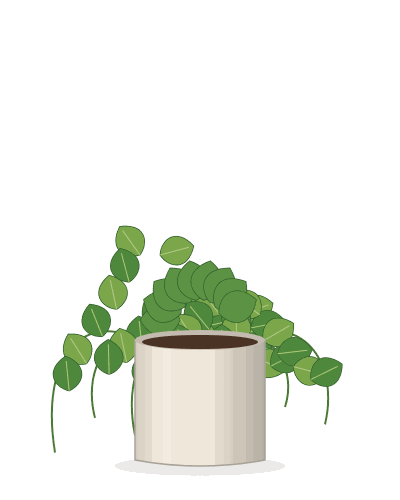 Golden Pothos