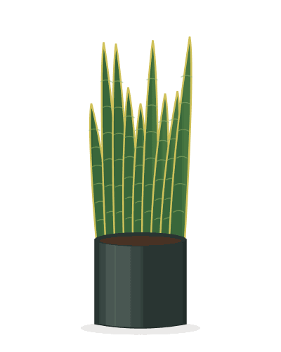 Snake Plant